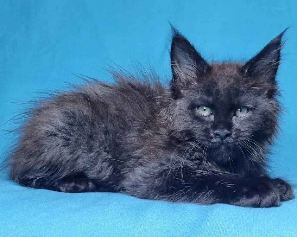 luxury picnic company - Picnic Makers