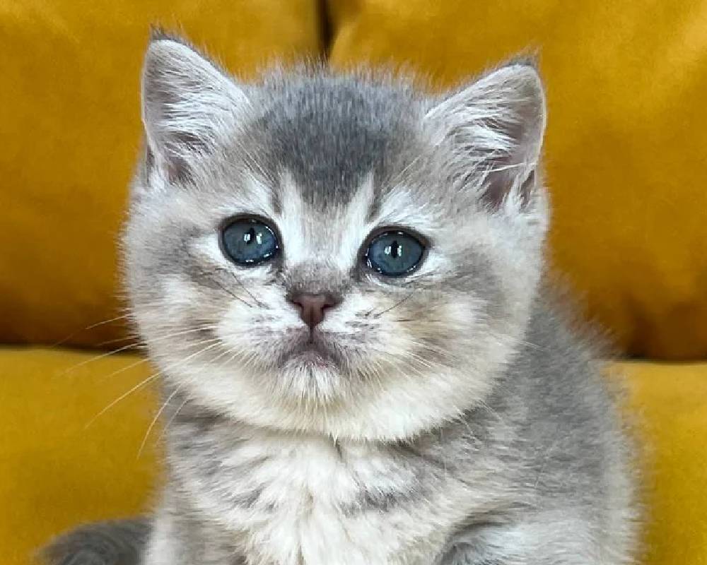 luxury picnic company - Picnic Makers