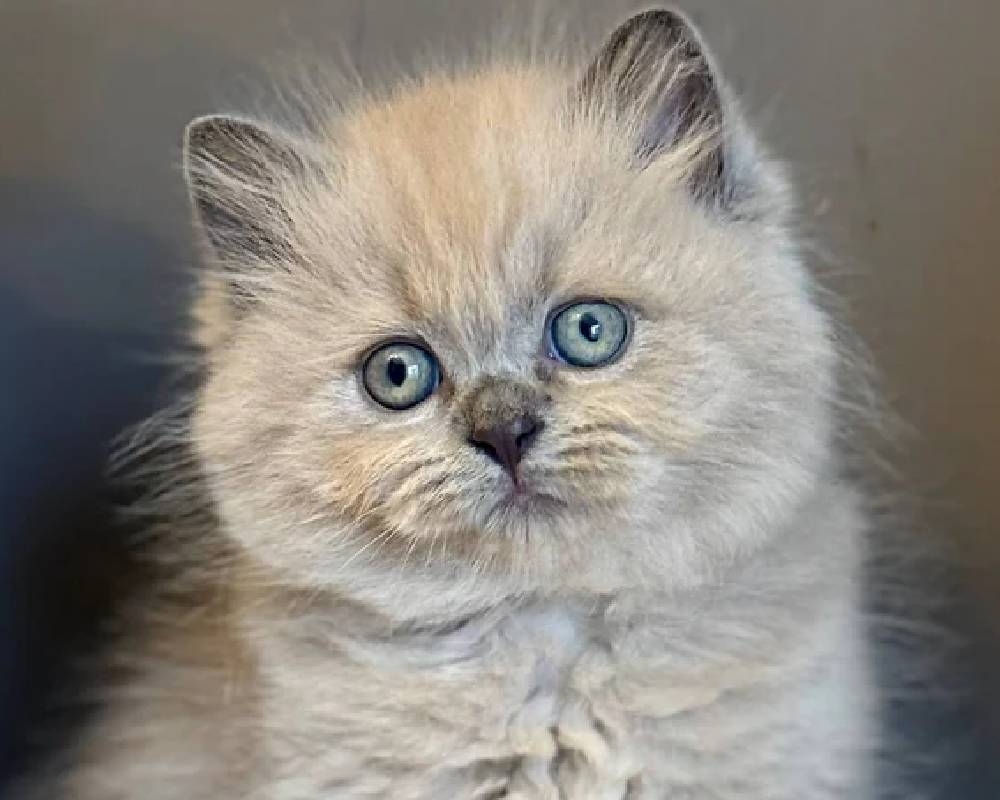 luxury picnic company - Picnic Makers