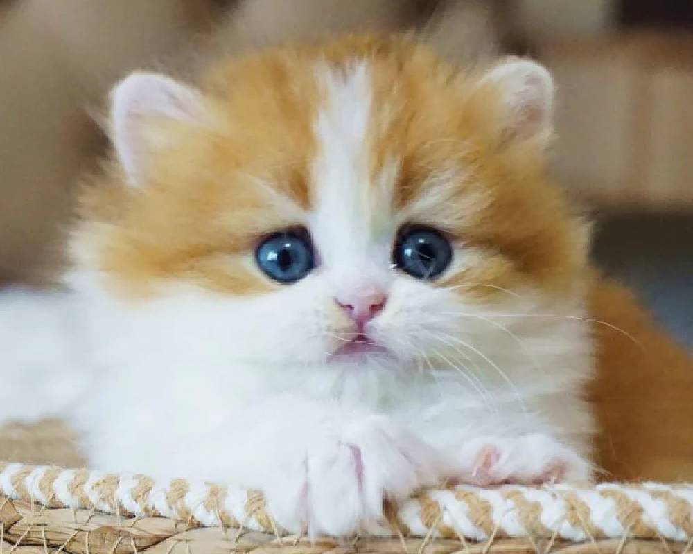 luxury picnic company - Picnic Makers