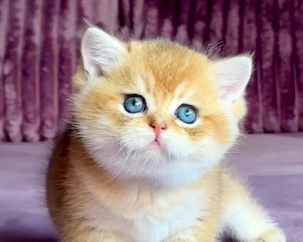 luxury picnic company - Picnic Makers