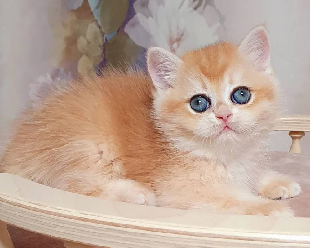 luxury picnic company - Picnic Makers