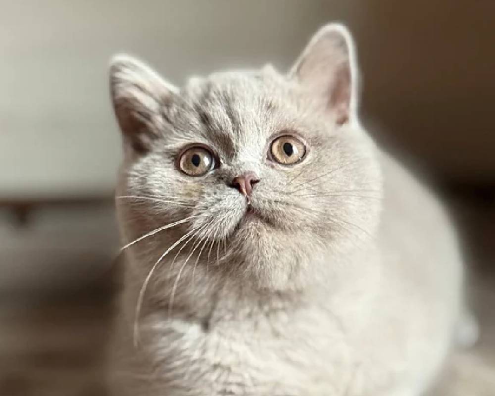 luxury picnic company - Picnic Makers