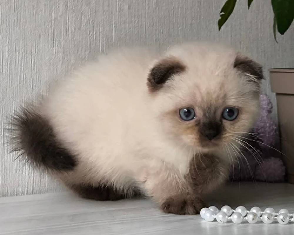 luxury picnic company - Picnic Makers