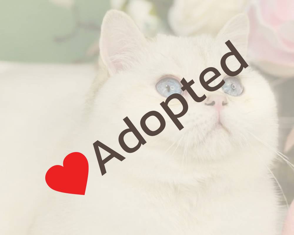 luxury picnic company - Picnic Makers