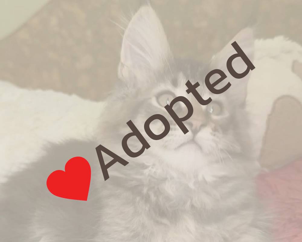 luxury picnic company - Picnic Makers luxury picnic company - Picnic Makers