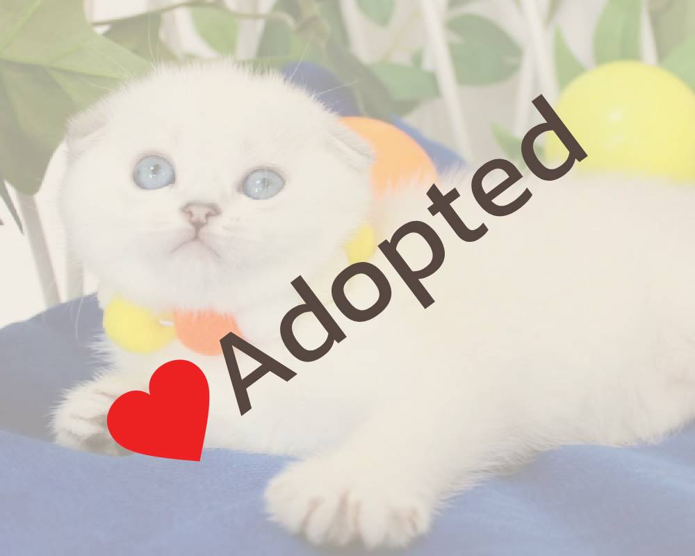 luxury picnic company - Picnic Makers