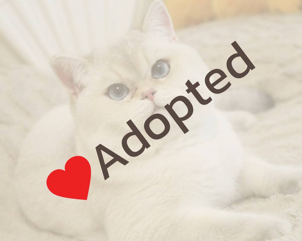 luxury picnic company - Picnic Makers