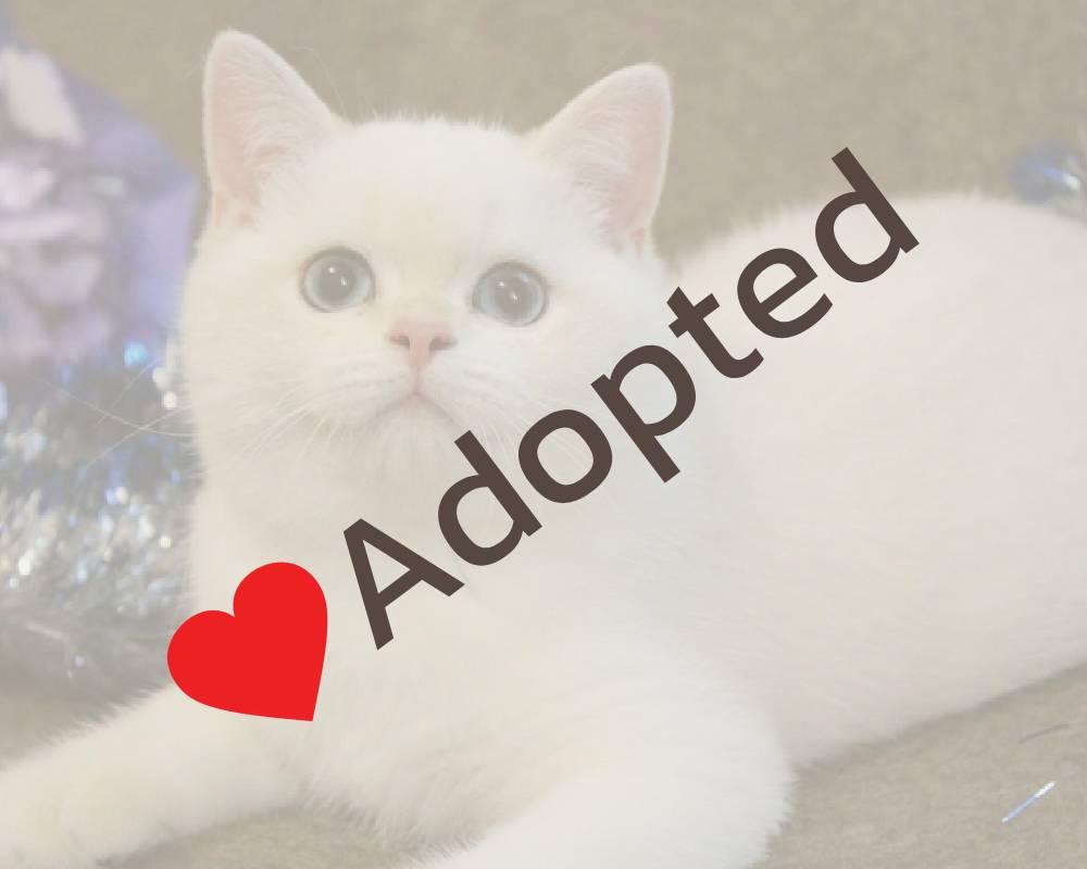 luxury picnic company - Picnic Makers