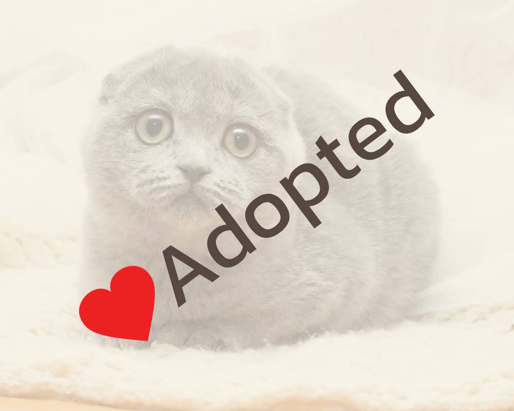 luxury picnic company - Picnic Makers