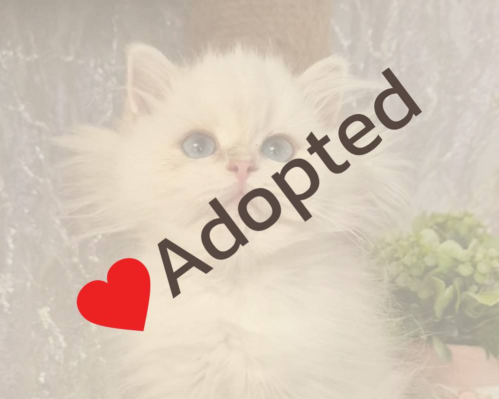 luxury picnic company - Picnic Makers