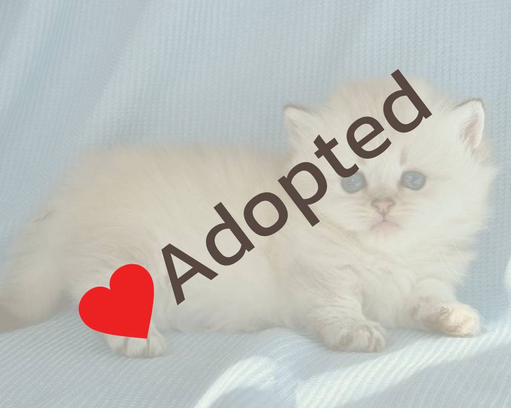 luxury picnic company - Picnic Makers luxury picnic company - Picnic Makers