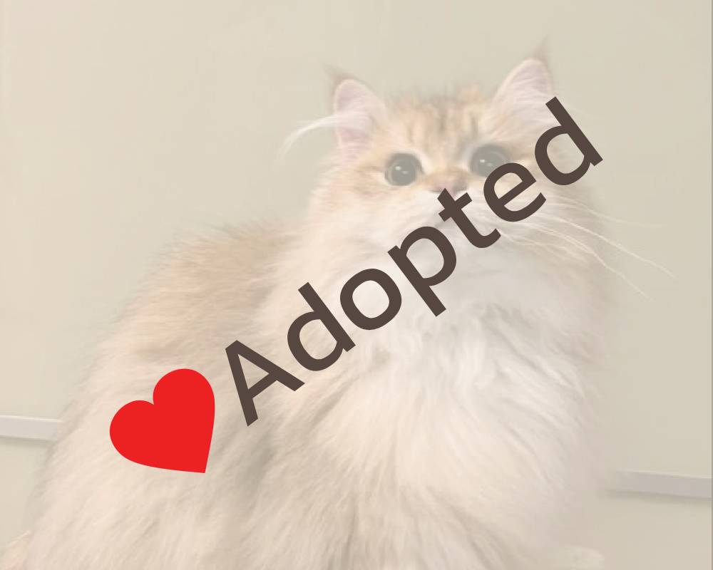 luxury picnic company - Picnic Makers luxury picnic company - Picnic Makers