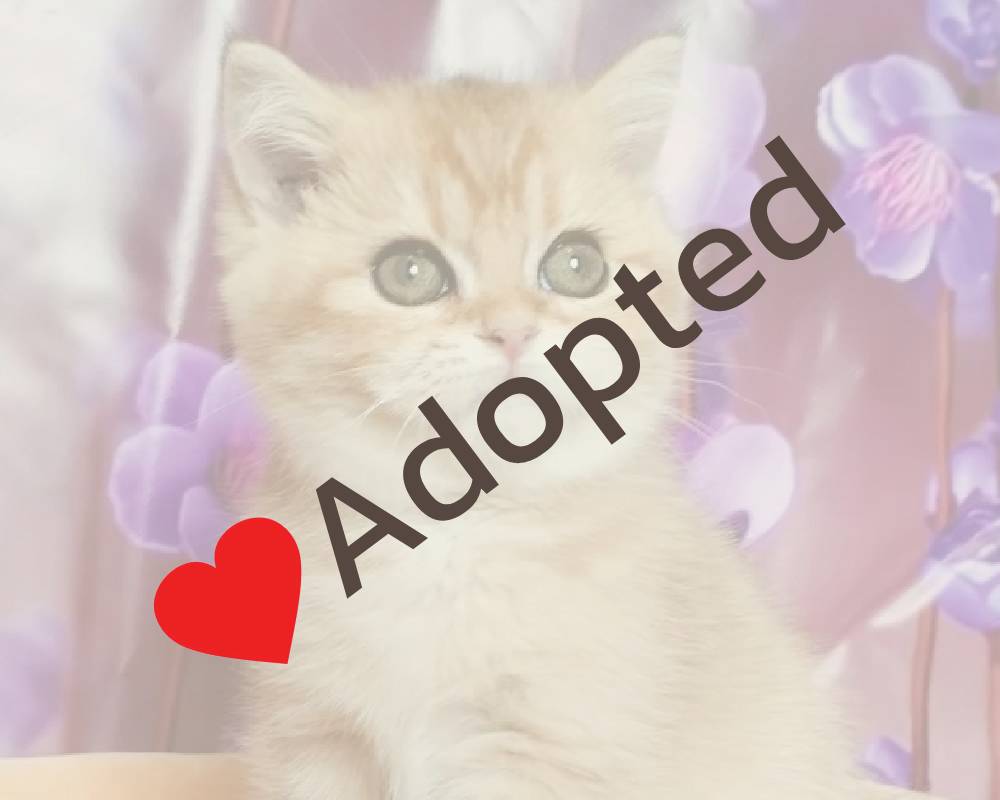 luxury picnic company - Picnic Makers luxury picnic company - Picnic Makers