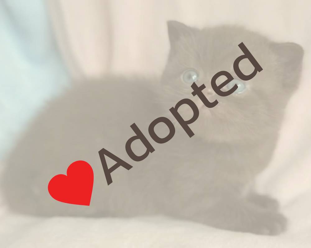 luxury picnic company - Picnic Makers luxury picnic company - Picnic Makers