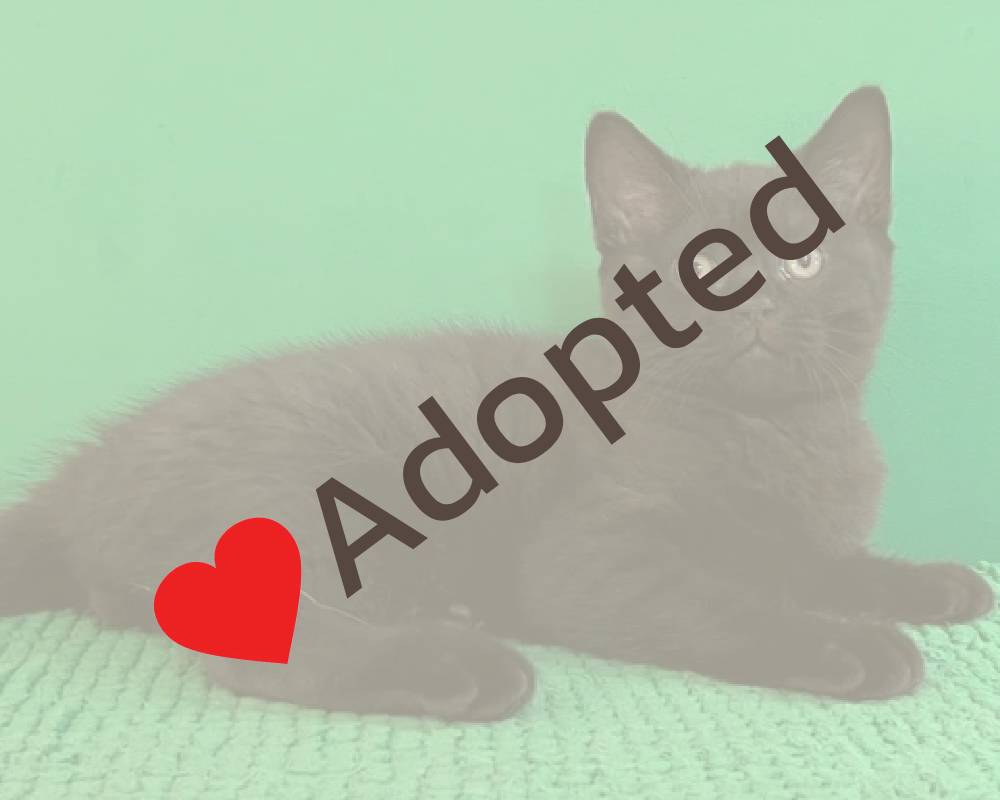 luxury picnic company - Picnic Makers