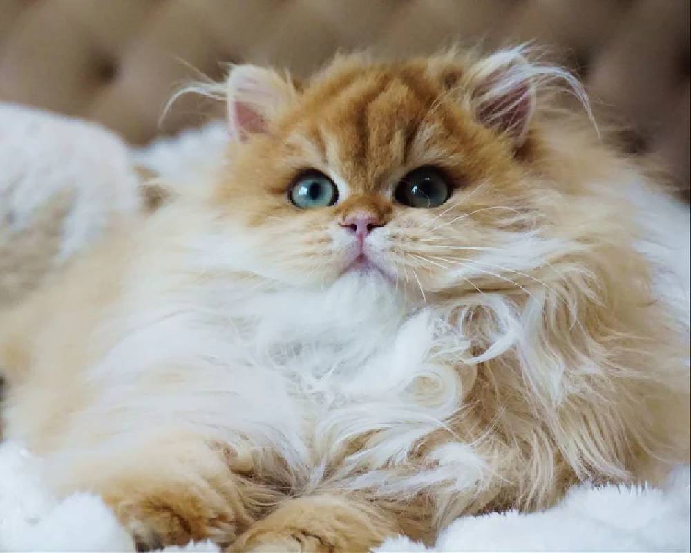 luxury picnic company - Picnic Makers