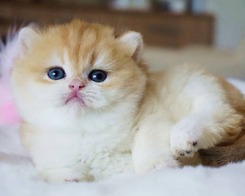 luxury picnic company - Picnic Makers