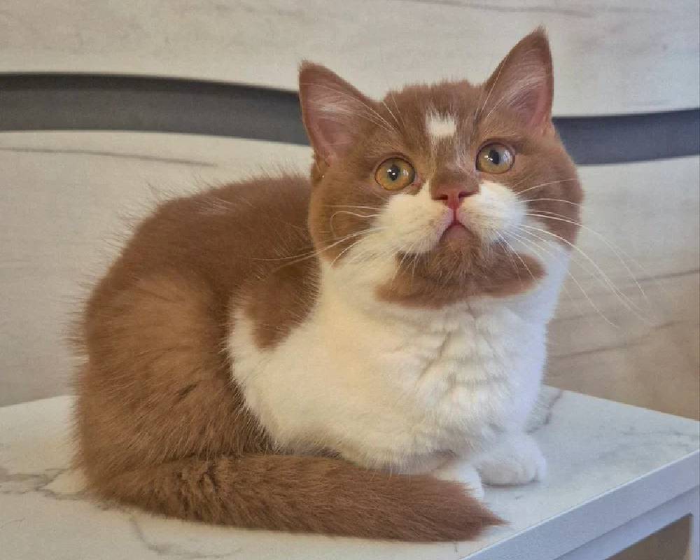 luxury picnic company - Picnic Makers