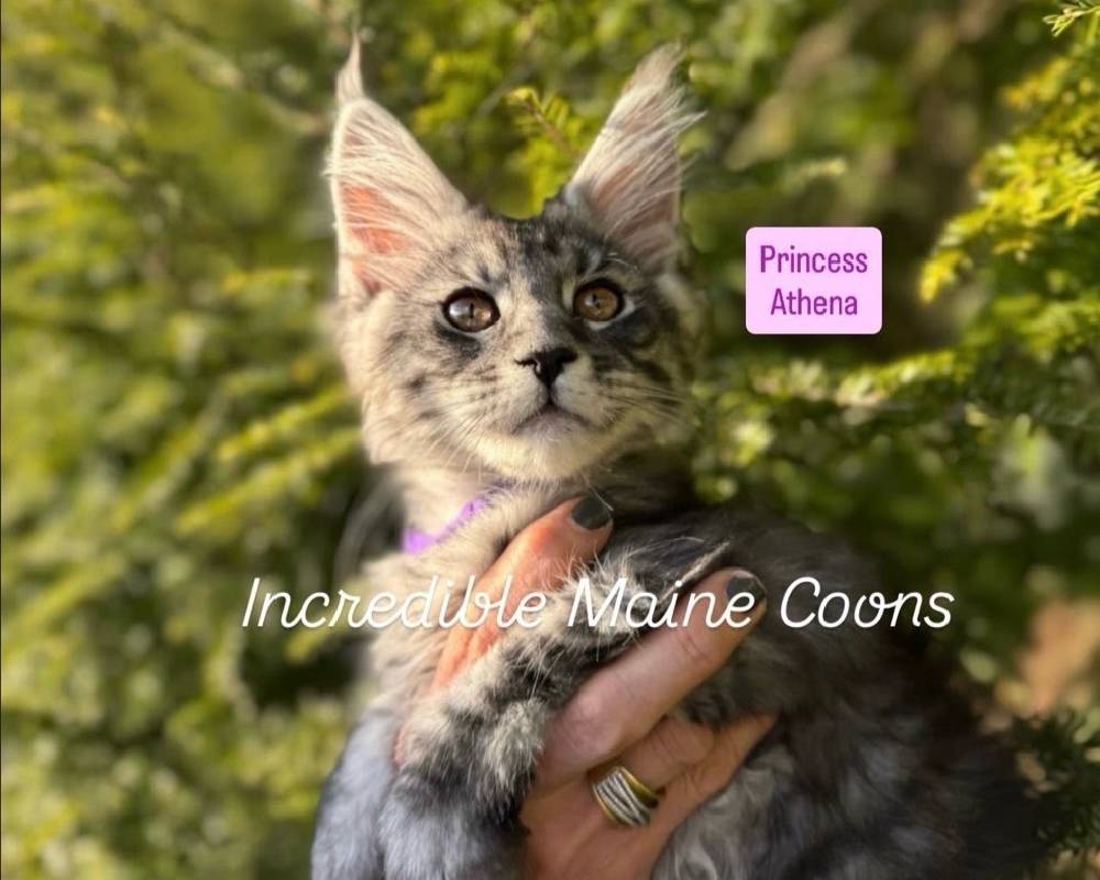 luxury picnic company - Picnic Makers