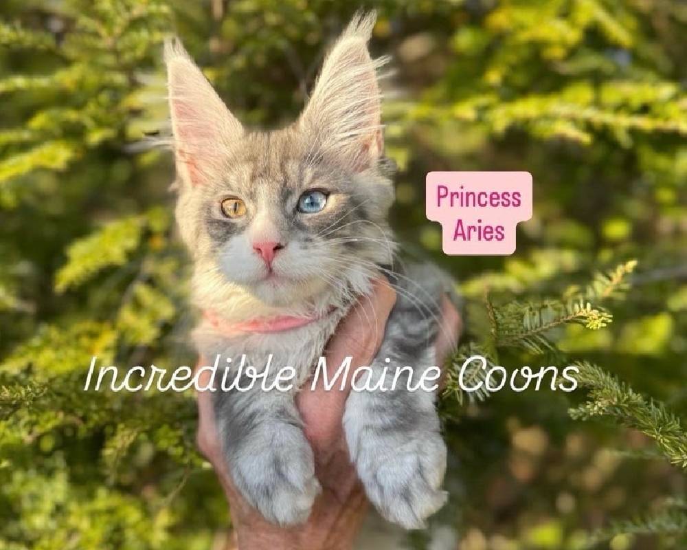 luxury picnic company - Picnic Makers