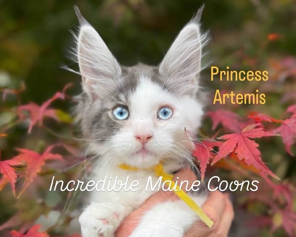 luxury picnic company - Picnic Makers