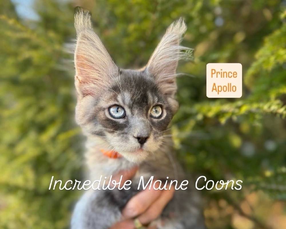 luxury picnic company - Picnic Makers