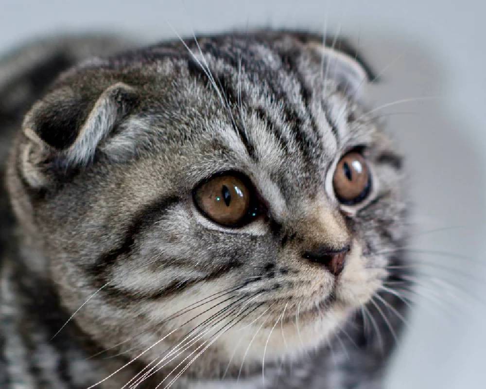 luxury picnic company - Picnic Makers