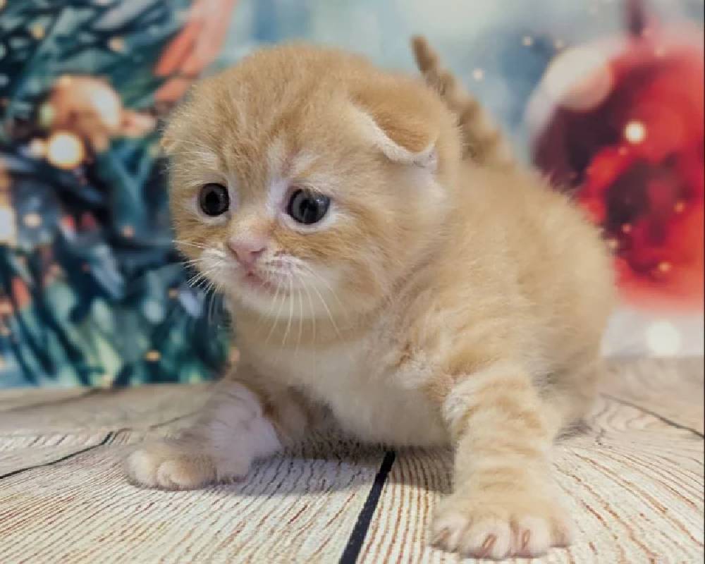 luxury picnic company - Picnic Makers