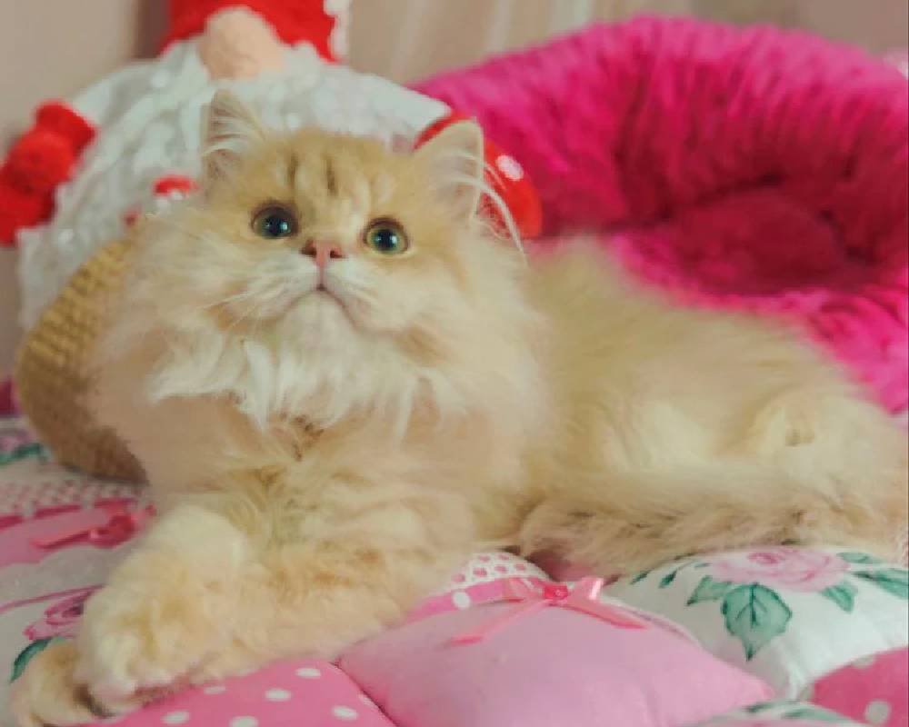 luxury picnic company - Picnic Makers