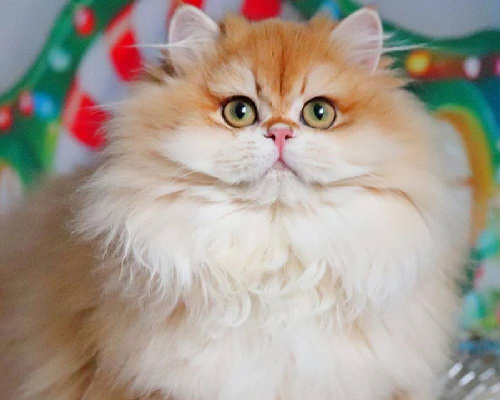 luxury picnic company - Picnic Makers