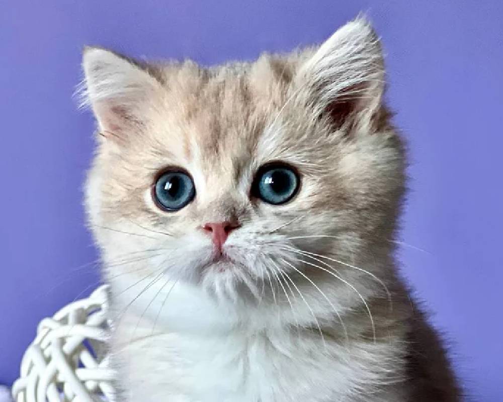 luxury picnic company - Picnic Makers