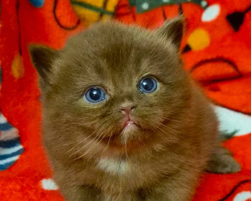 luxury picnic company - Picnic Makers