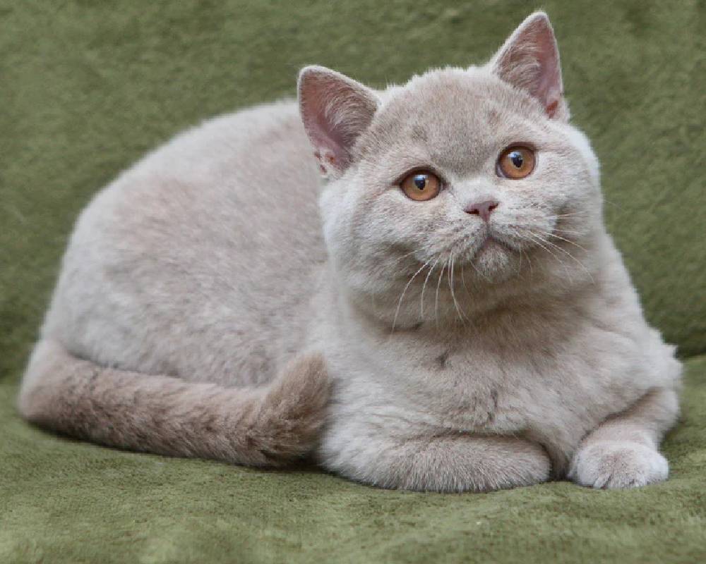 luxury picnic company - Picnic Makers