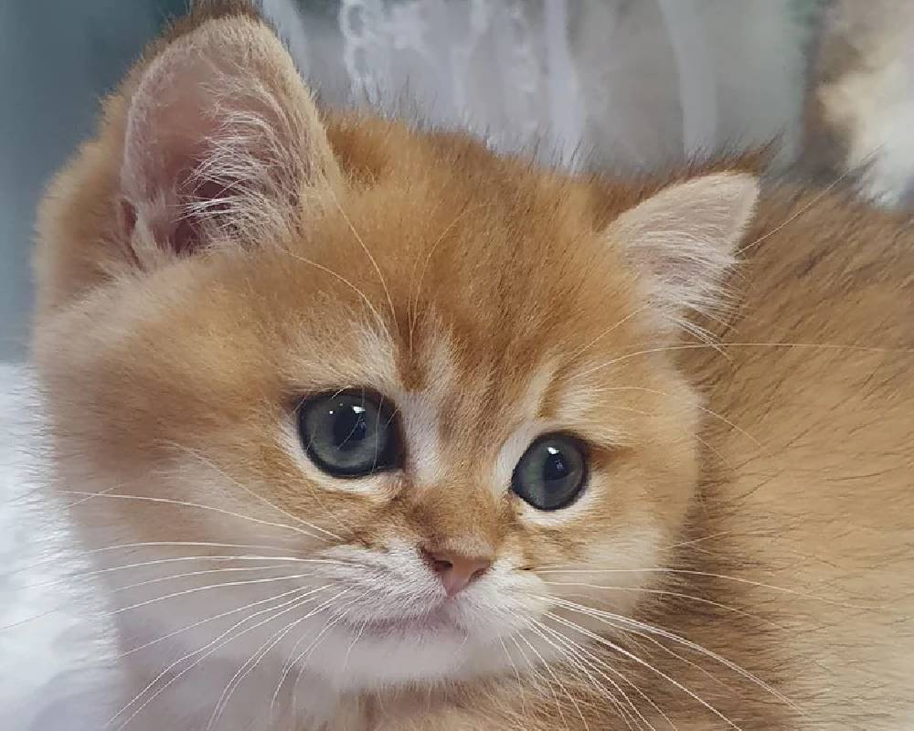 luxury picnic company - Picnic Makers