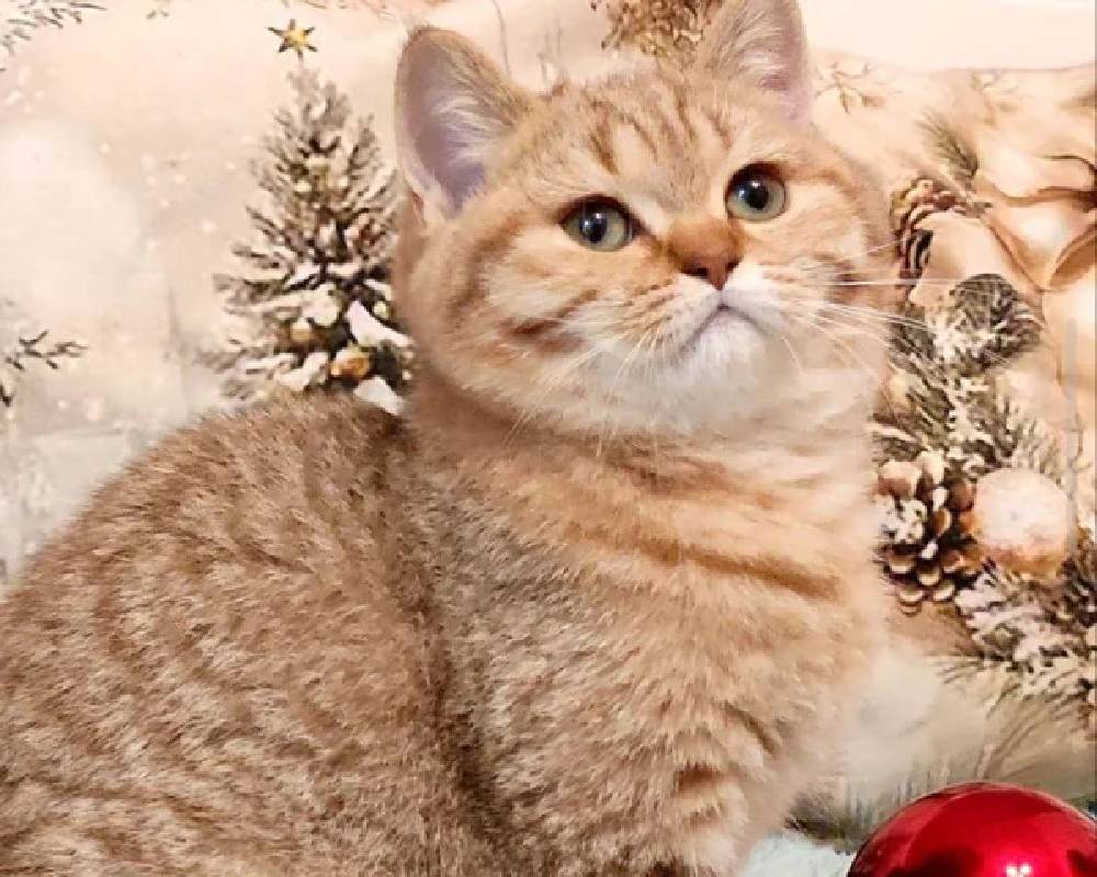 luxury picnic company - Picnic Makers