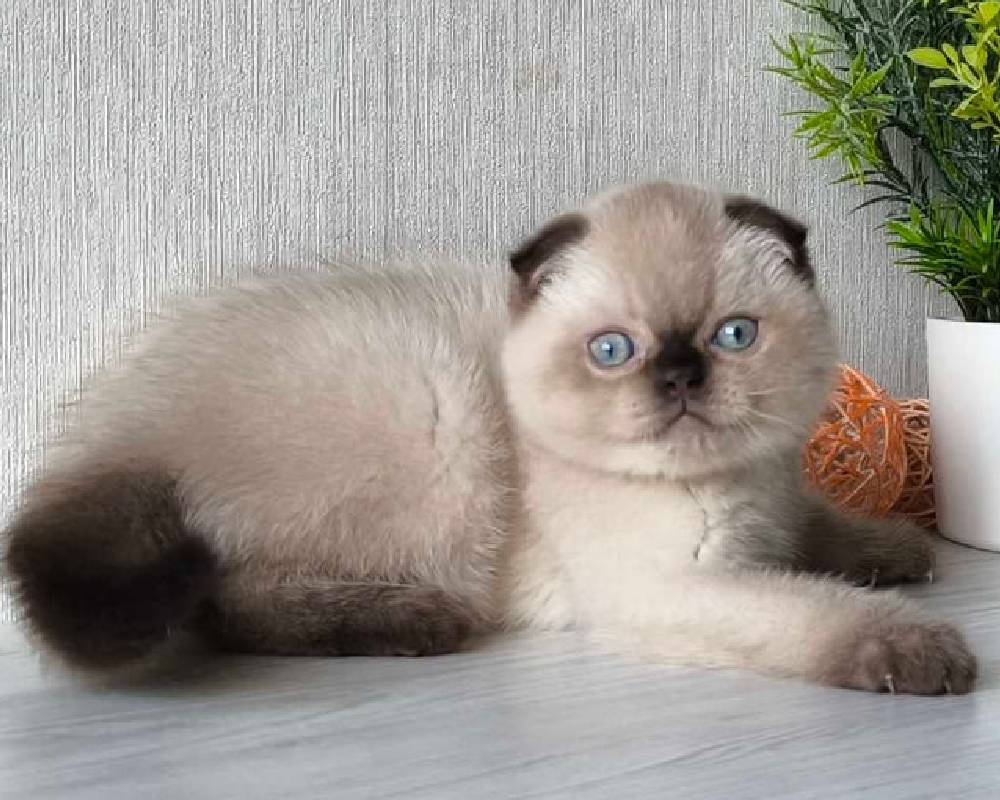 luxury picnic company - Picnic Makers