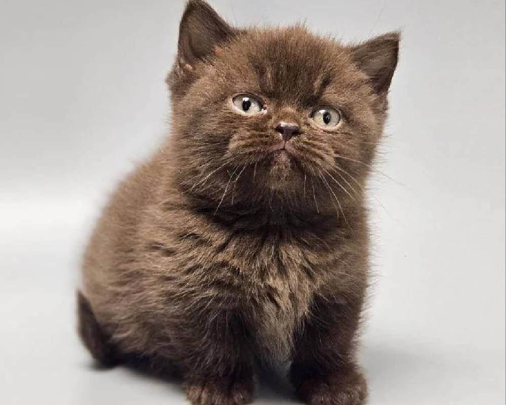 luxury picnic company - Picnic Makers