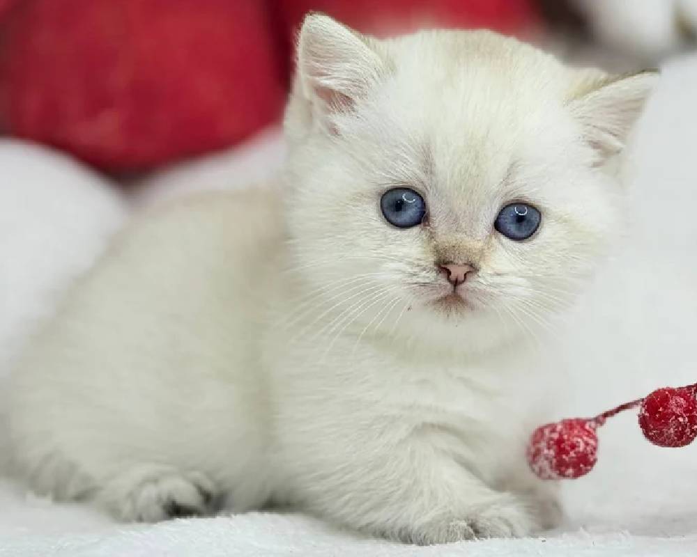 luxury picnic company - Picnic Makers