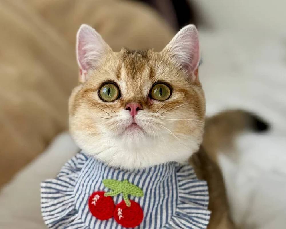 luxury picnic company - Picnic Makers