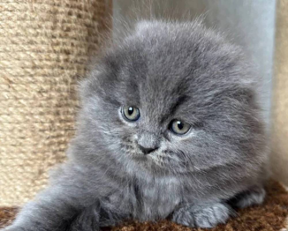 luxury picnic company - Picnic Makers