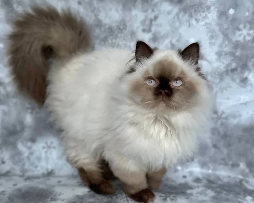 luxury picnic company - Picnic Makers