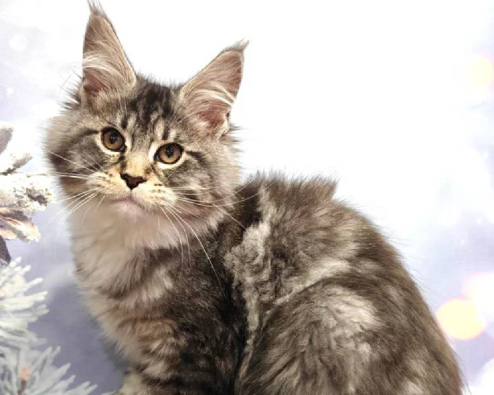 luxury picnic company - Picnic Makers