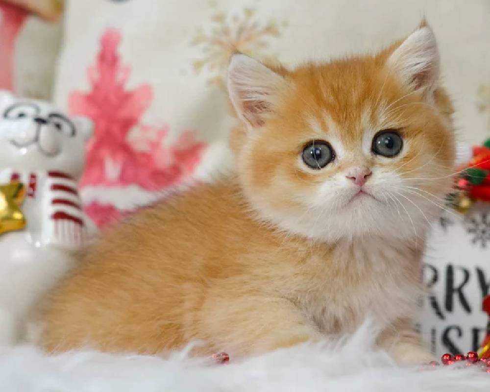 luxury picnic company - Picnic Makers