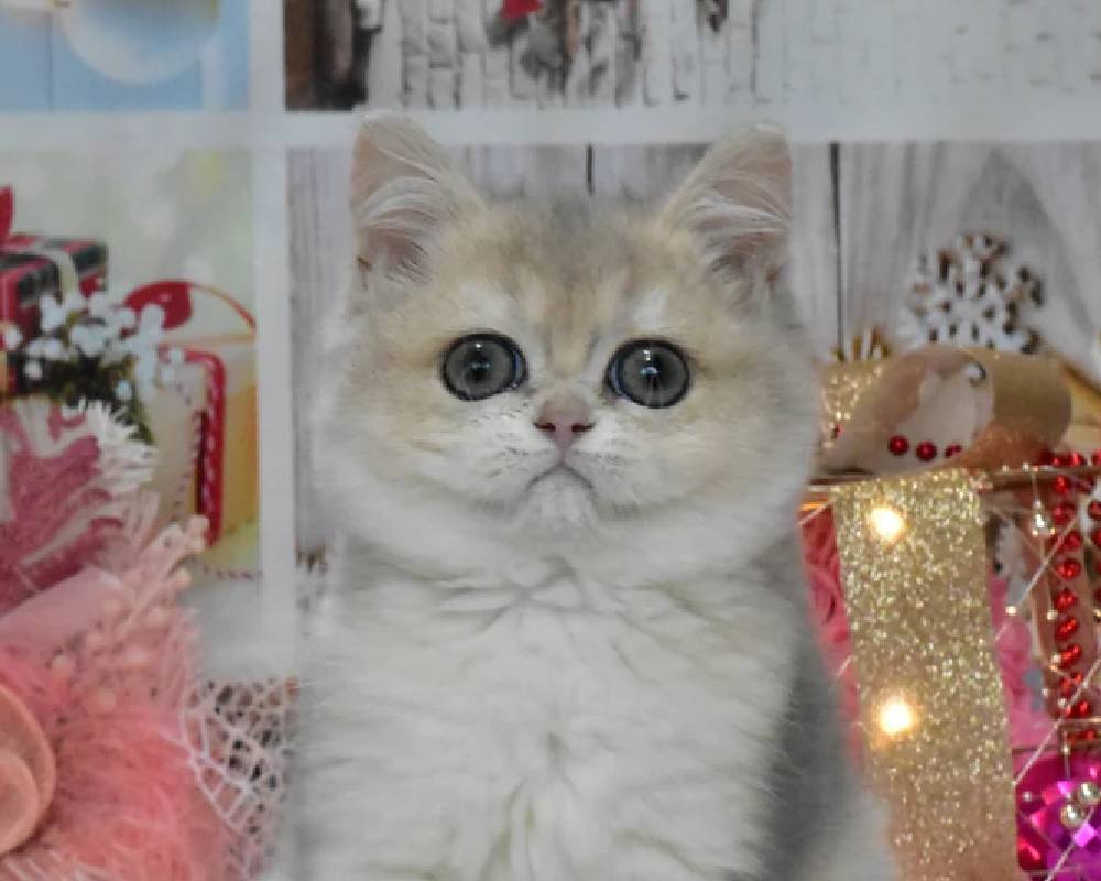 luxury picnic company - Picnic Makers