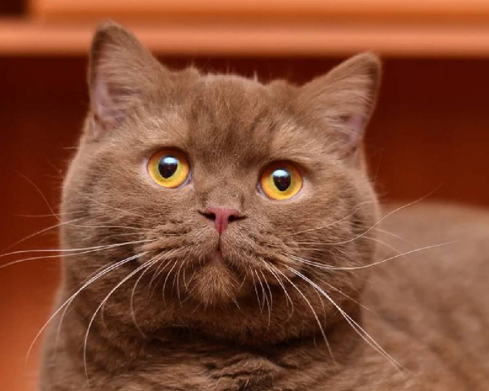 luxury picnic company - Picnic Makers