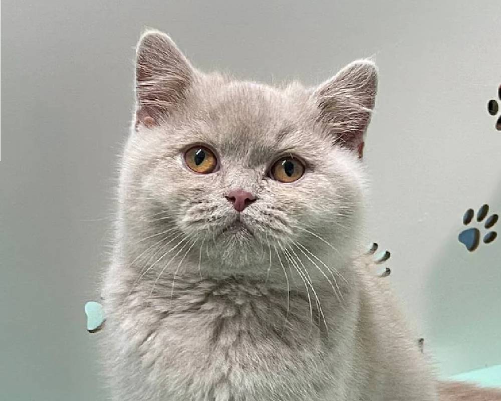 luxury picnic company - Picnic Makers