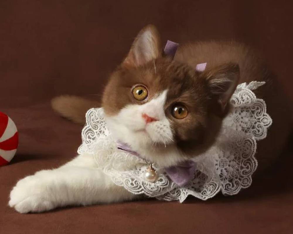 luxury picnic company - Picnic Makers