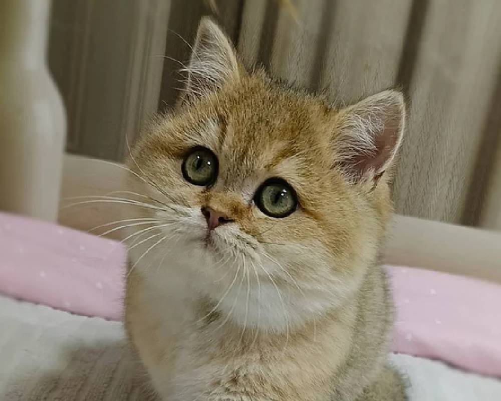 luxury picnic company - Picnic Makers