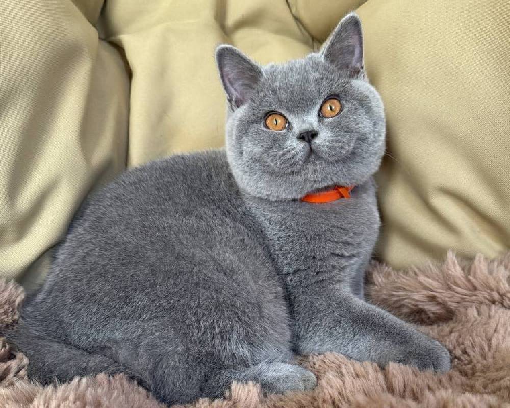 luxury picnic company - Picnic Makers